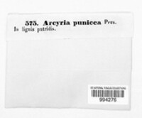 Arcyria denudata image